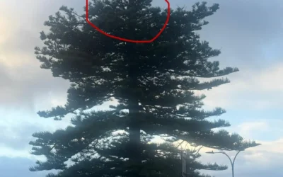 Drone Rescue Mairangi Bay: DJI Stuck in a Norfolk Pine
