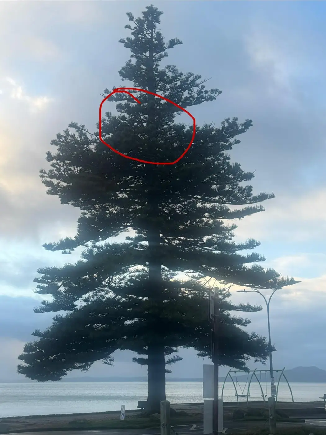 Drone stuck high in a Norfolk pine at Mairangi Bay on Auckland's North Shore