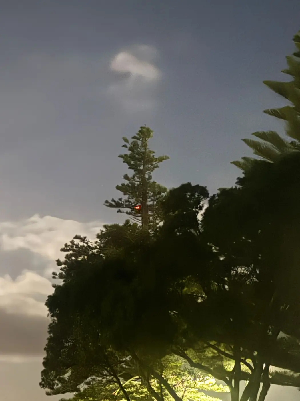 Drone lights visible high in a Norfolk pine during a Mairangi Bay drone rescue