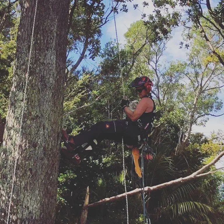 Hardfell climbing arborist holding a white cat during a tree rescue in Auckland