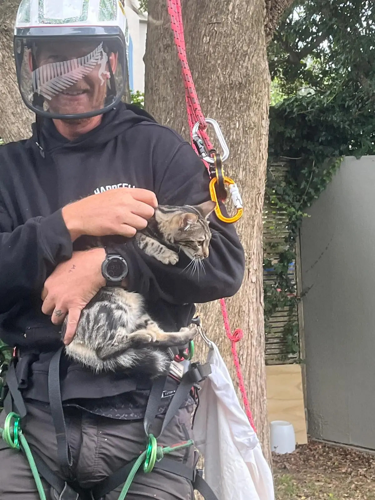 Hardfell climbing arborist holding a rescued tabby cat in an Auckland tree