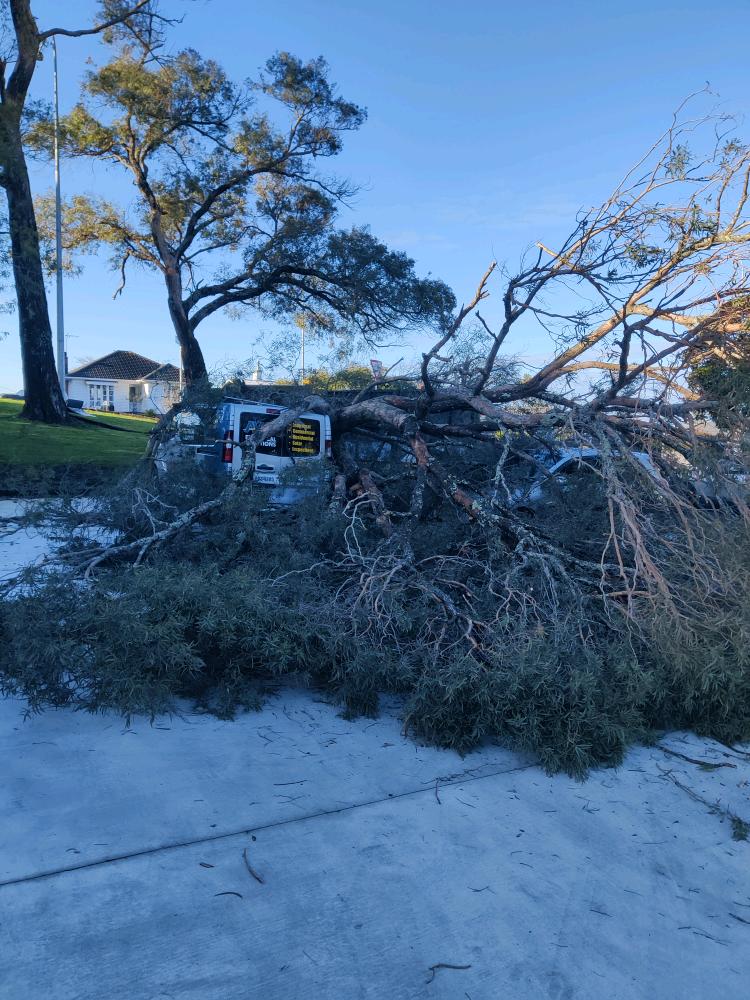 Large fallen eucalyptus across an Auckland commercial car park after crushing vehicles