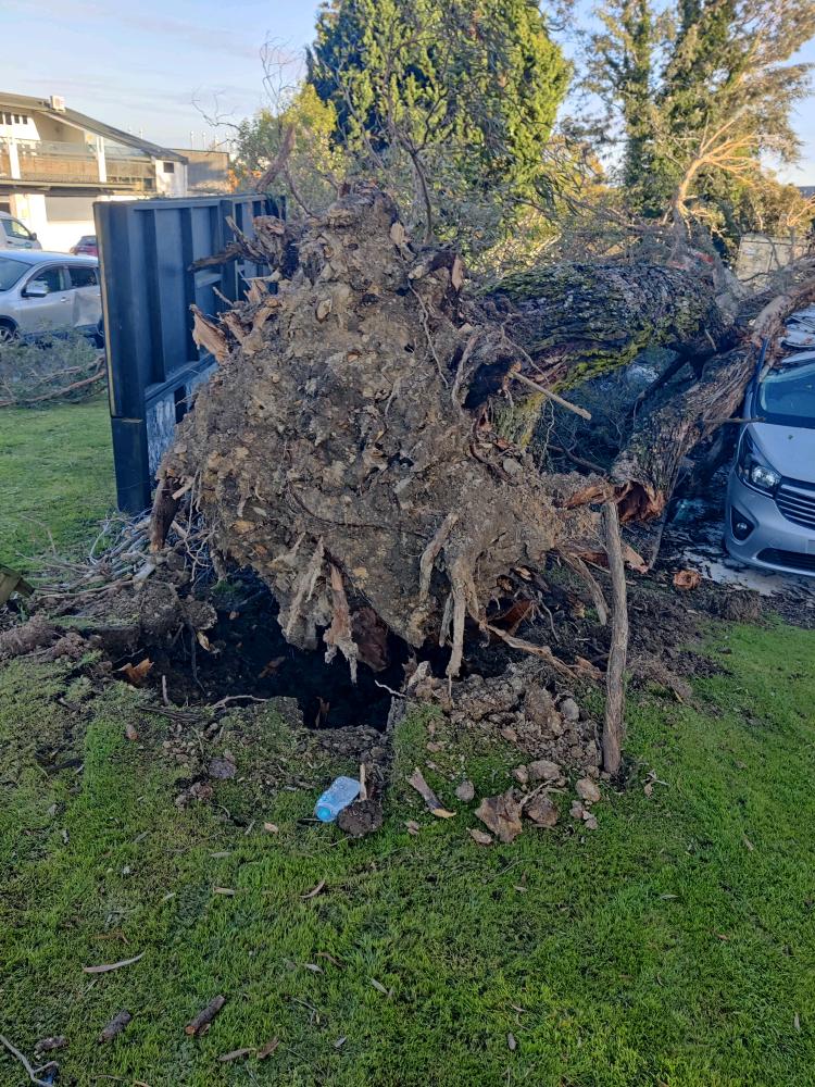 Uprooted eucalyptus root plate beside a damaged vehicle in a commercial car park