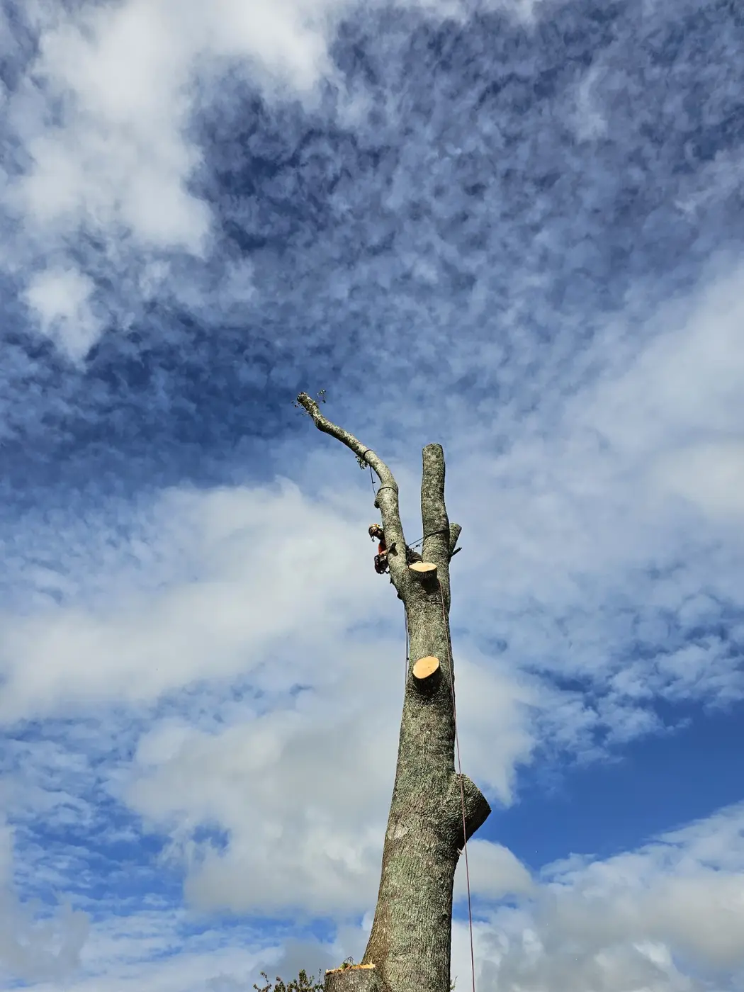Hardfell arborist removing a large liquidambar tree in Kumeū