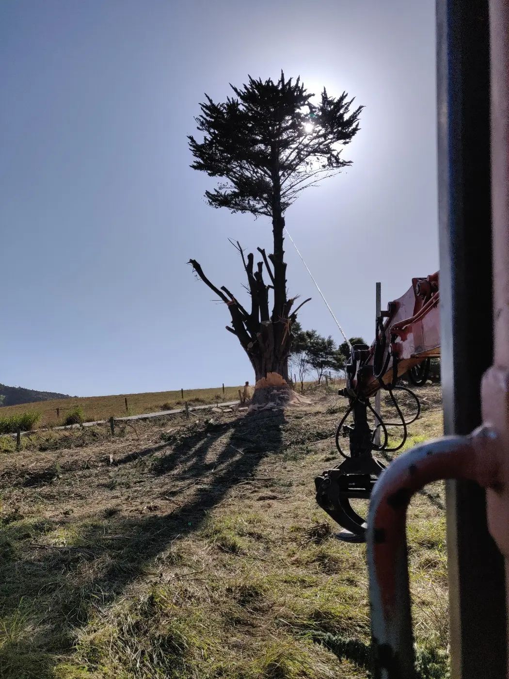 Hardfell digger assisting with a large macrocarpa tree removal in Kumeū