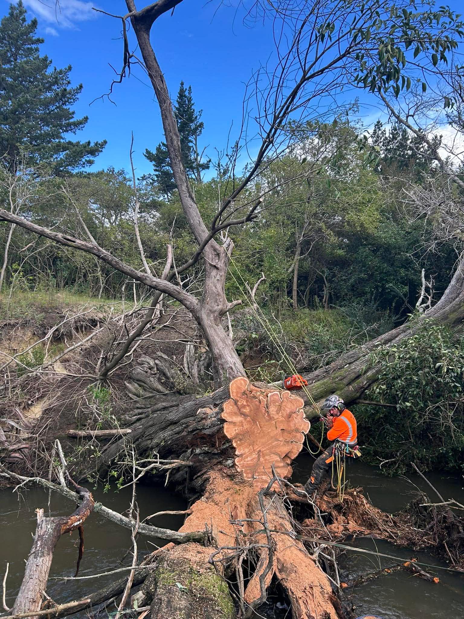 Hardfell arborist cutting a large fallen tree blocking a creek in Kumeu