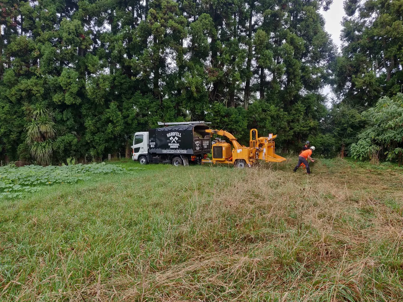 Hardfell crew chipping tree material on a Kumeū property