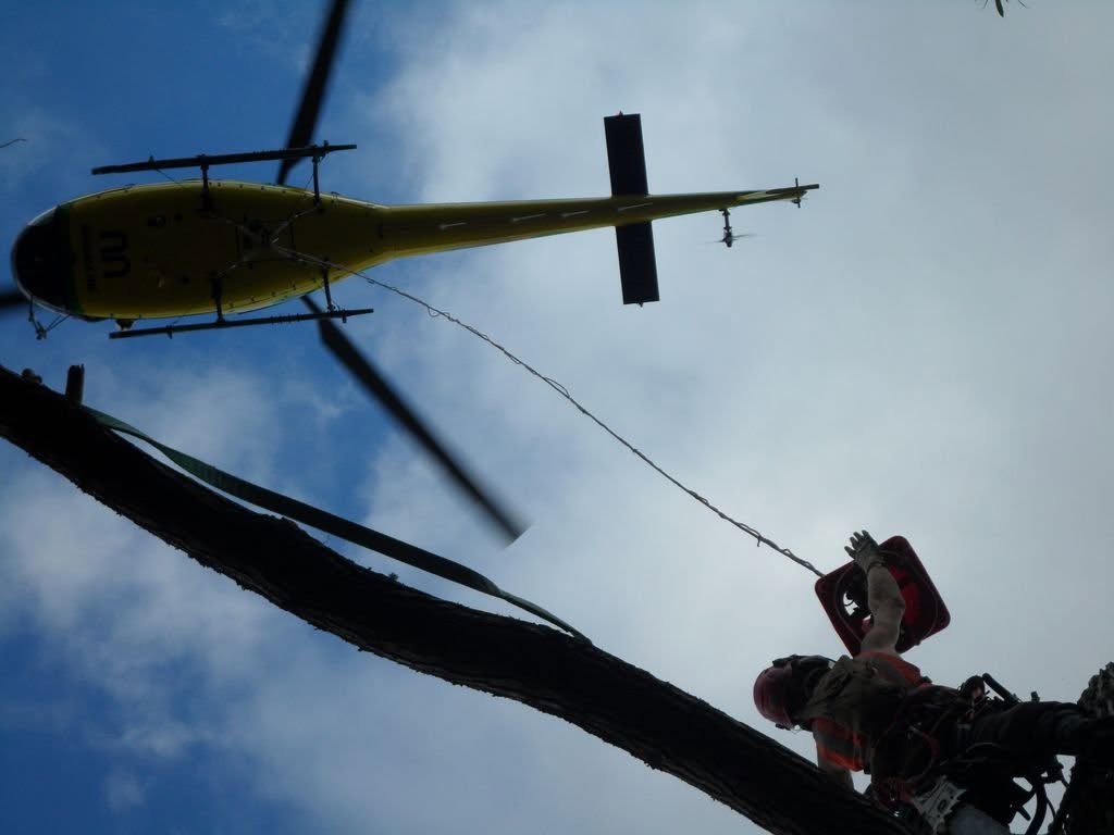 Shaun Hardman working in a tree beneath a helicopter during an arboriculture operation