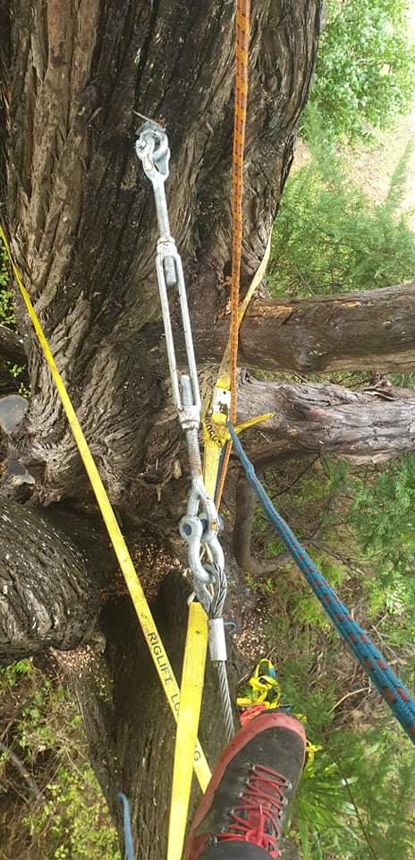 Close-up of permanent cable bracing hardware installed in a macrocarpa tree