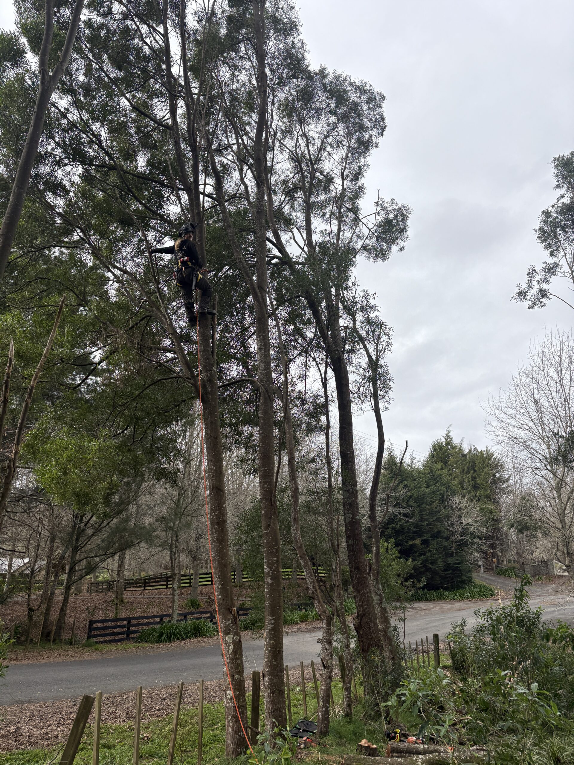 Paige Corric climbing a tree during arborist training