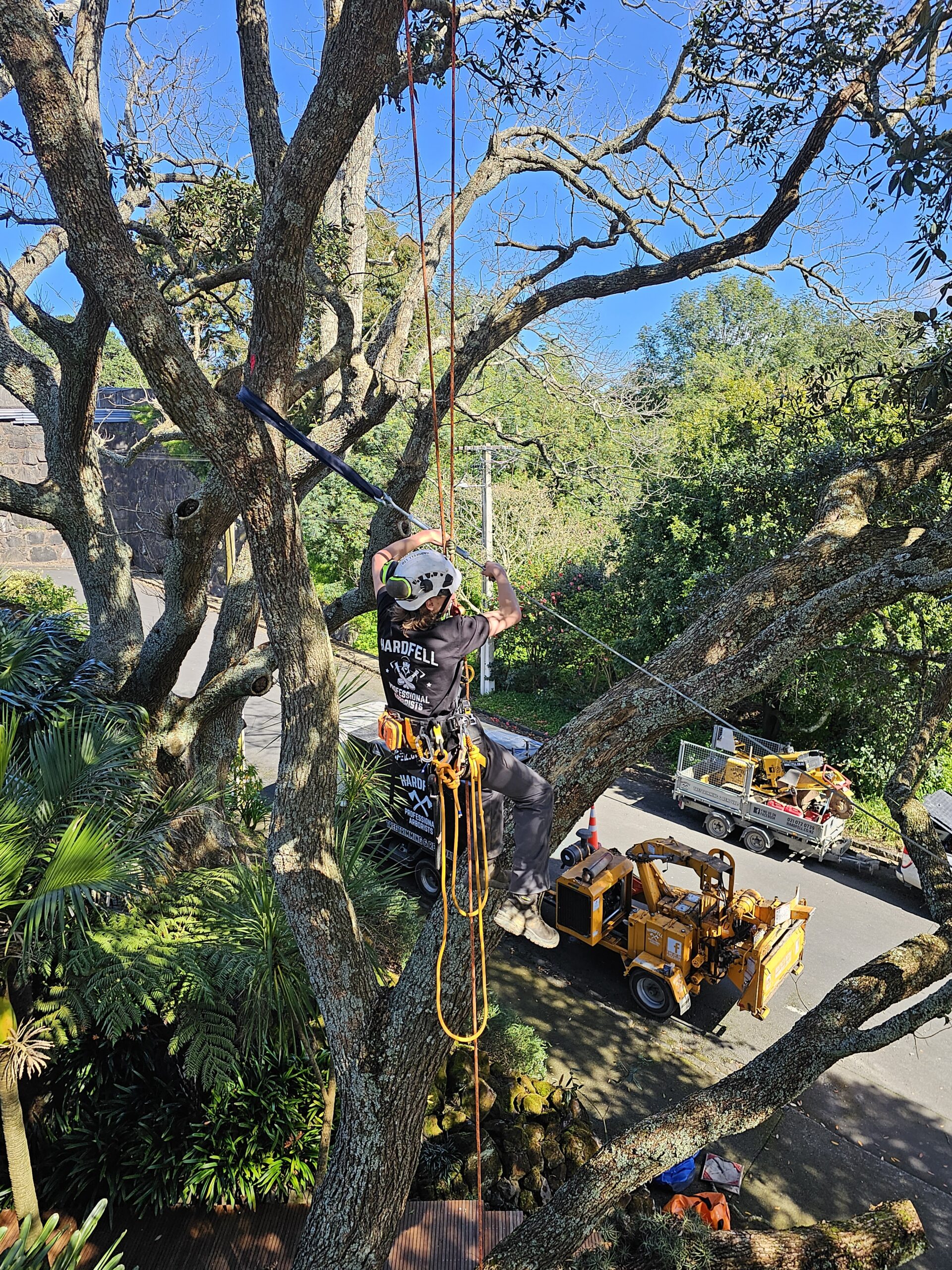 Hardfell arborist installing sling bracing in a pōhutukawa tree