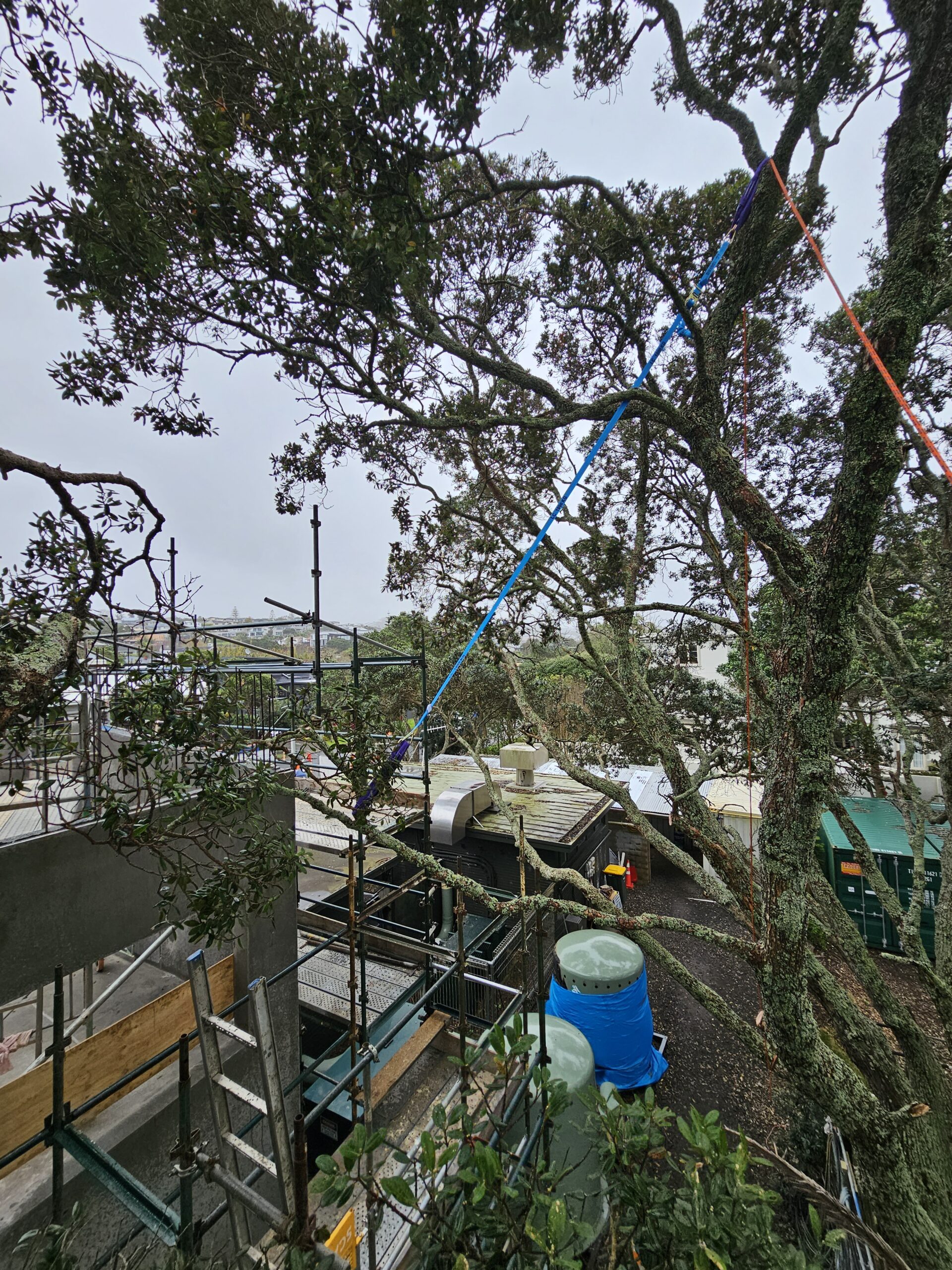 Temporary tree bracing straps installed beside scaffolding on a construction site