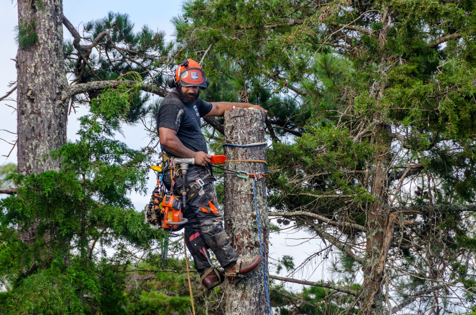 Moana Sigabalavu-Schuster working in a tree at a Hardfell worksite