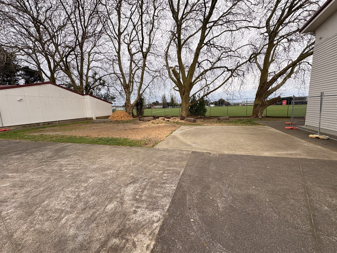 Notable London plane trees at Papatoetoe Central School after August pruning