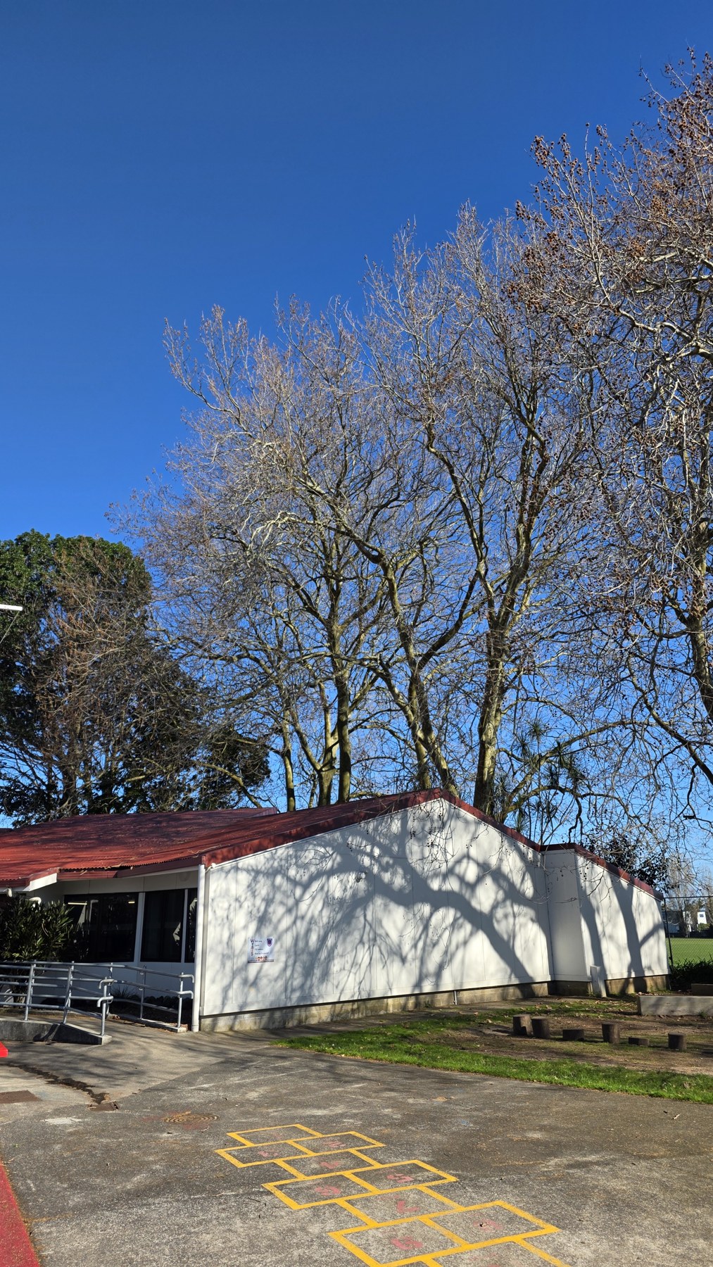 London plane canopy at Papatoetoe Central School before pruning